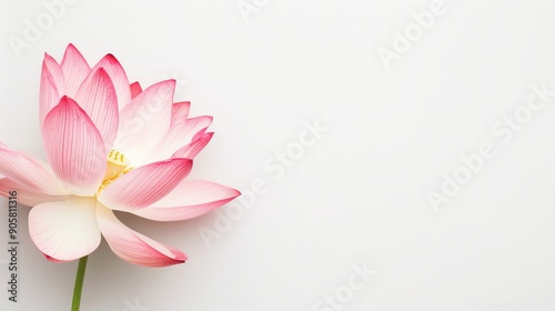 A vibrant lotus flower in full bloom, showcasing its delicate petals, isolated on a white background with ample space for copy text or branding