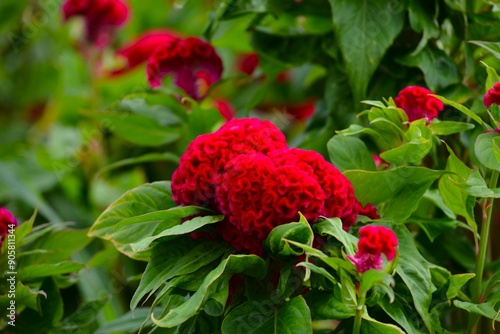 久留米ケイトウの花 photo