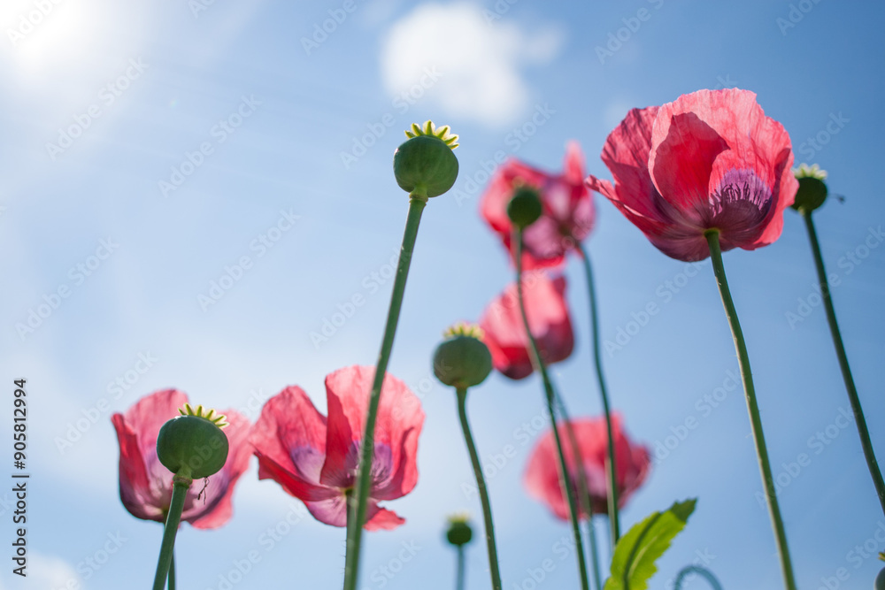 Naklejka premium Red poppies against a blue sky