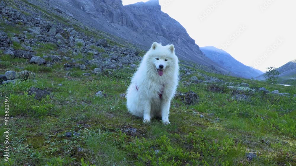 Samoyed dog in the mountains Samoyed dog in the mountains