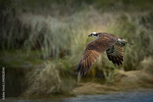 Osprey in flight