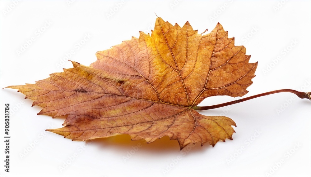 Fototapeta premium old autumn grape leaf isolated on white background