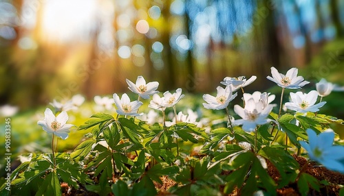 anemone nemorosa flower in the forest in the sunny day wood anemone windflower thimbleweed fabulous green forest with white flowers beautiful summer forest landscape