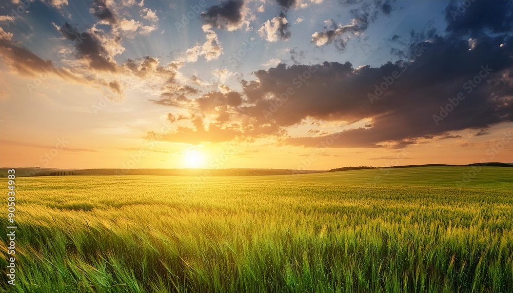 summer landscape field with green grass and horizon textured sunset sky sun