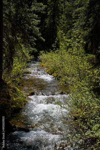 A clear mountain river flows through a coniferous forest in the Alberta mountains of Canada.