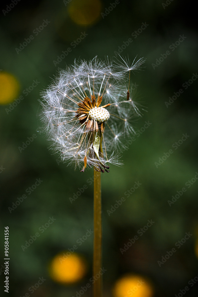 dandelion dandelion