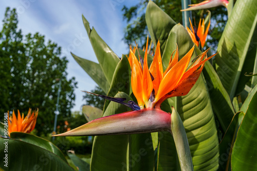 Fully developed inflorescence of Royal Strelitzia reginae photo