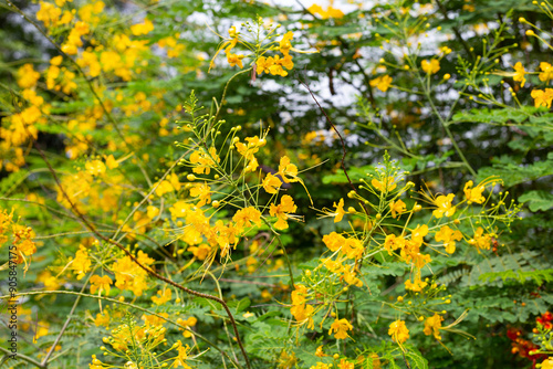 Flambuoyant tree, Flame of the forest, Peacock flower photo