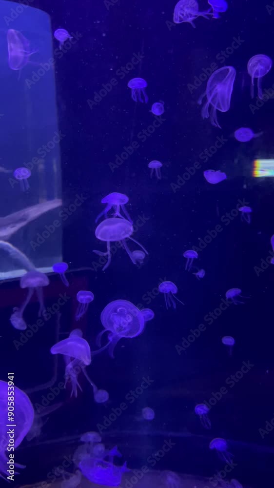 Static video of jellyfish
