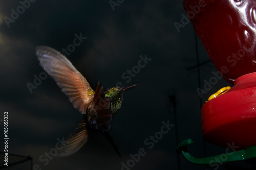 Colibrí mexicano captado al anochecer con flash, a control remoto, cerca de su comedero.  Muy colorida con fondo casi negro. Suspendido en el aire. photo