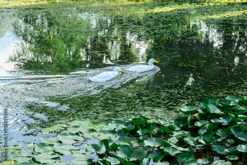 Wallpaper Mural Patos nadando en un lago Torontodigital.ca