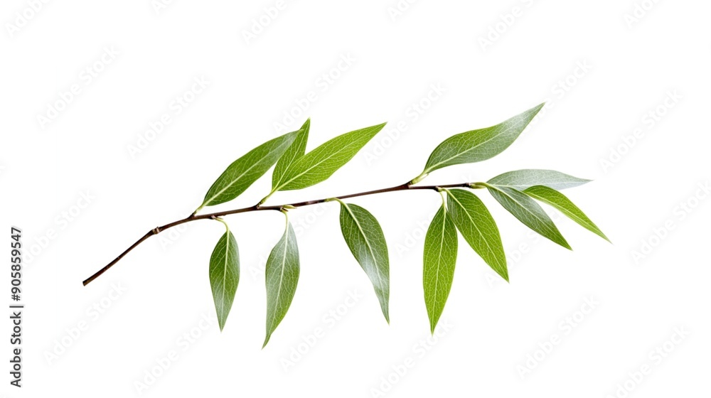 Fototapeta premium single willow whisper leave on a white background