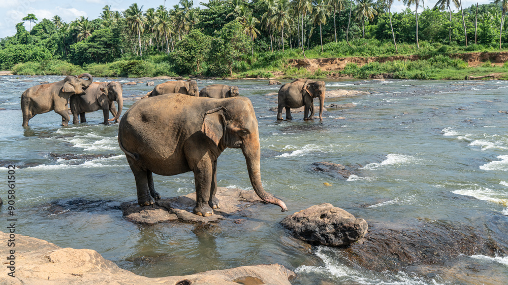 A herd of elephants are seen in the water in Pinnawala Elephant Orphanage, Sri Lanka A herd of elephants are seen in the water in Pinnawala Elephant Orphanage, Sri Lanka