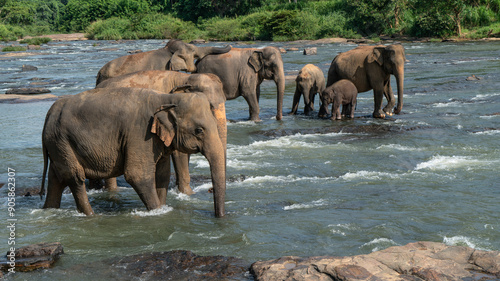 A herd of elephants are seen in the water in Pinnawala Elephant Orphanage, Sri Lanka photo