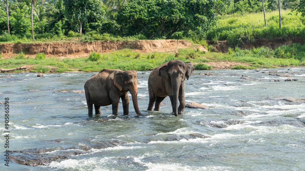 A herd of elephants are seen in the water in Pinnawala Elephant Orphanage, Sri Lanka A herd of elephants are seen in the water in Pinnawala Elephant Orphanage, Sri Lanka