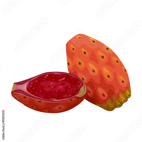 Vector illustration of Opuntia fruit, commonly called prickly pear cactus, isolated on white background.