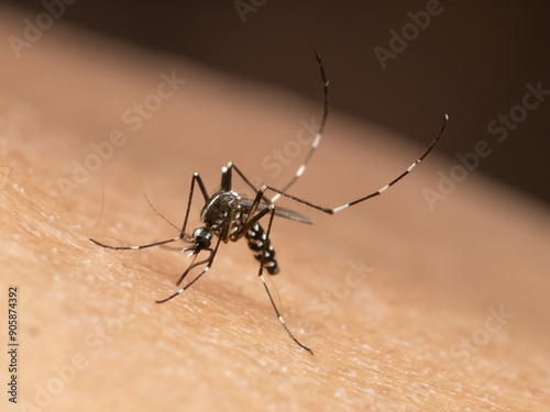 Aedes albopictus mosquito, sucking blood photo