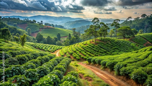 Landscape of a stunning coffee plantation in Coorg, India , Coorg, Karnataka, hill station, agriculture, coffee beans photo