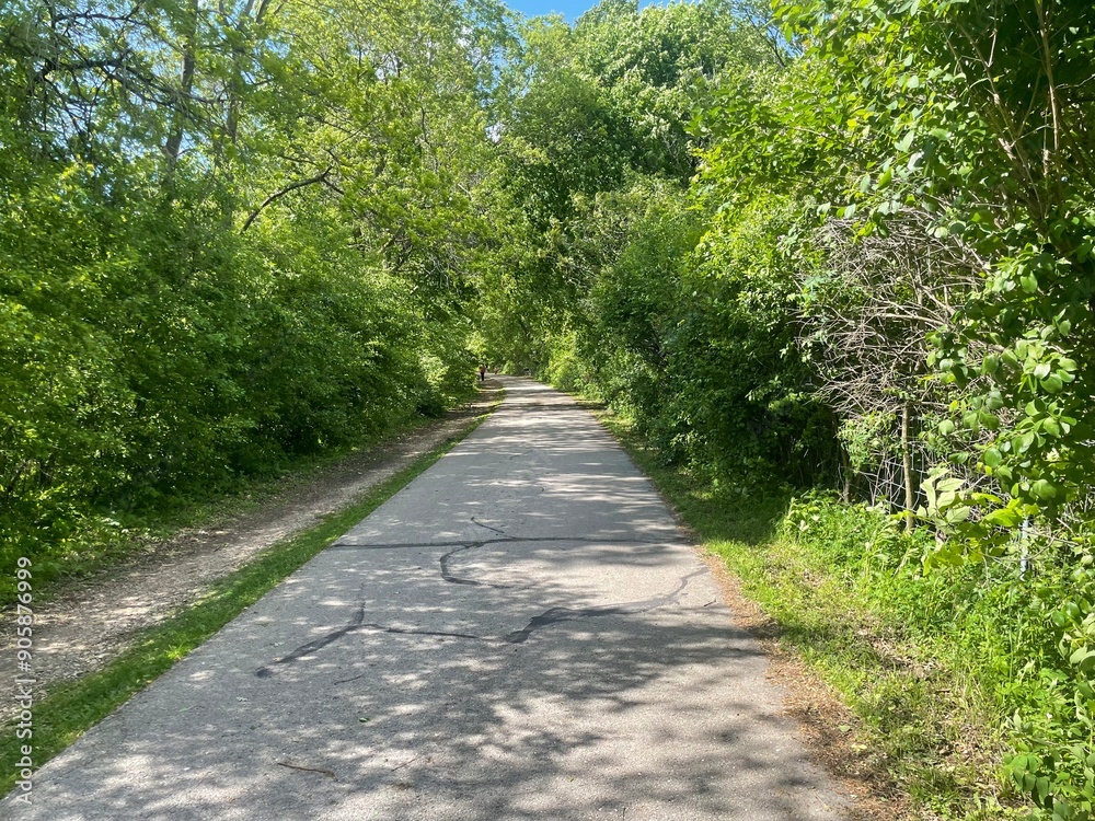 Fototapeta premium Forest Trail