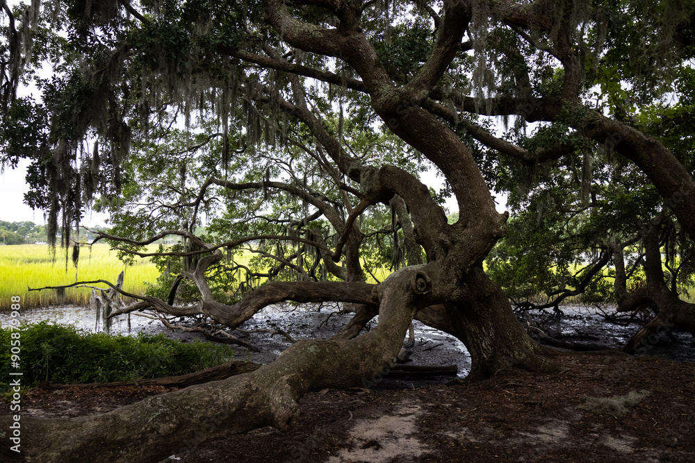 Giant live oak, covered in spanish moss, along the marsh waters and tall sea grass in background in Charleston, SC Giant live oak, covered in spanish moss, along the marsh waters and tall sea grass in background in Charleston, SC