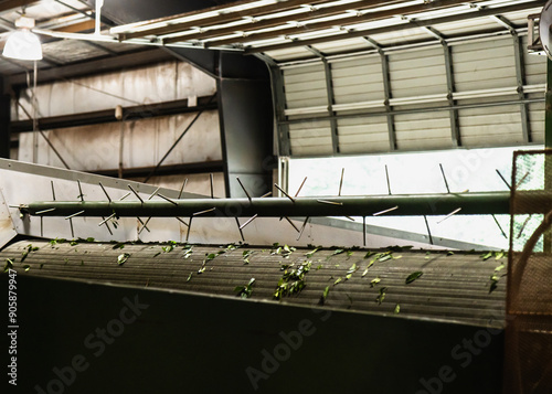 Tea leaves falling from drying machine after harvest season photo