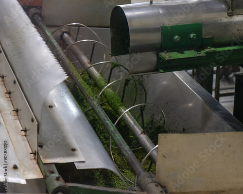 Grinding Tea leaves after drying machine after harvest season photo