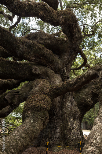 Beautiful Angel Oak tree, large live oak in Charleston, South Carolina and major tourist attraction photo
