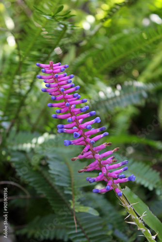Fotografija Pink and purple flower on a bromeliad plant in a garden