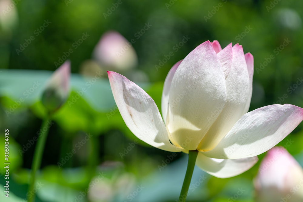 Fototapeta premium 白い蓮の花