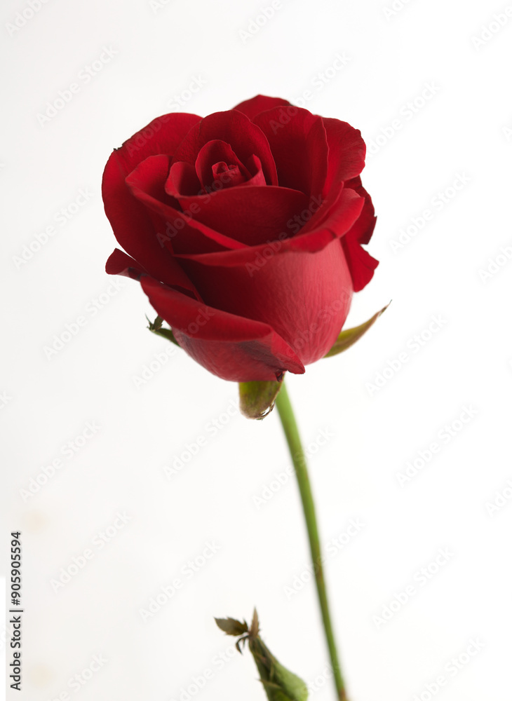 Red rose isolated on white background. Valentines Day concept Red rose isolated on white background. Valentines Day concept