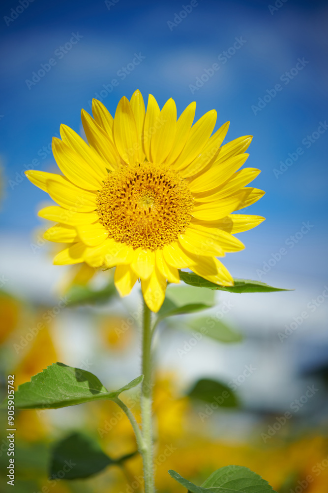 Beautiful Sunflower in a Sunflower Field Beautiful Sunflower in a Sunflower Field