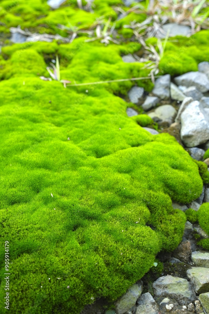 Green moss for background. Small rocks ariund the moss. Natire background and natural concept for design. Green moss for background. Small rocks ariund the moss. Natire background and natural concept for design.