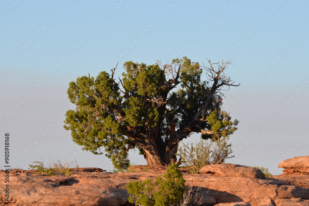 Fototapeta premium Utah