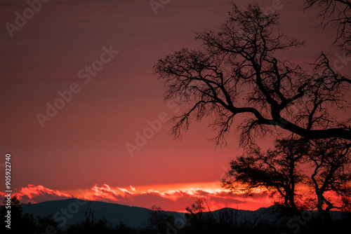 A burning sunset on the mountain with tree silhouettes