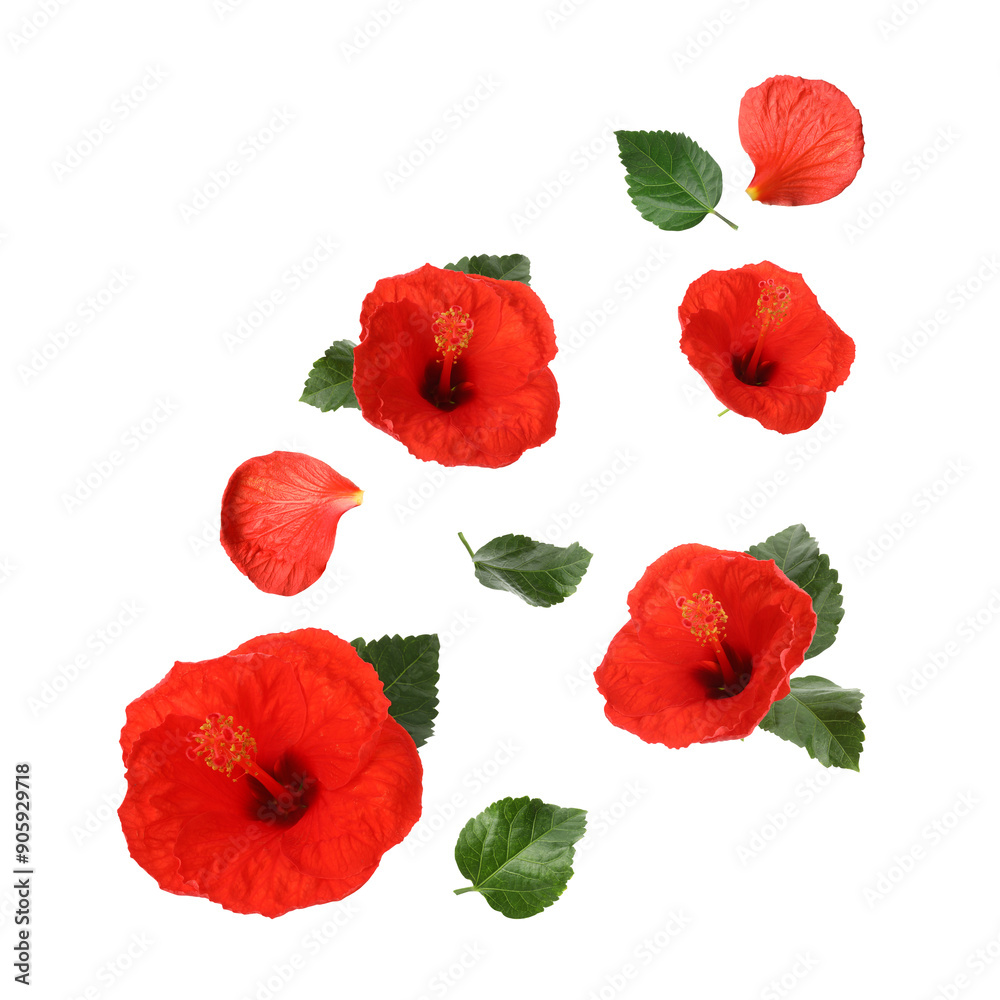 Red hibiscus flowers and green leaves in air on white background Red hibiscus flowers and green leaves in air on white background