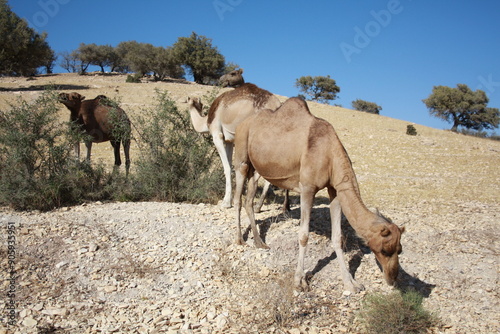 Camels grazing in nature