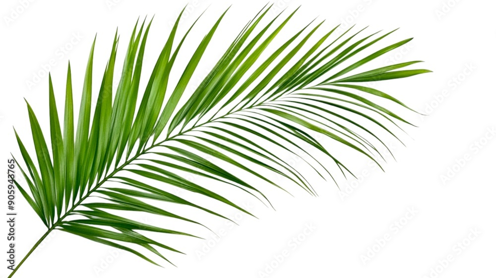 Obraz premium single palm grace leave on a white background