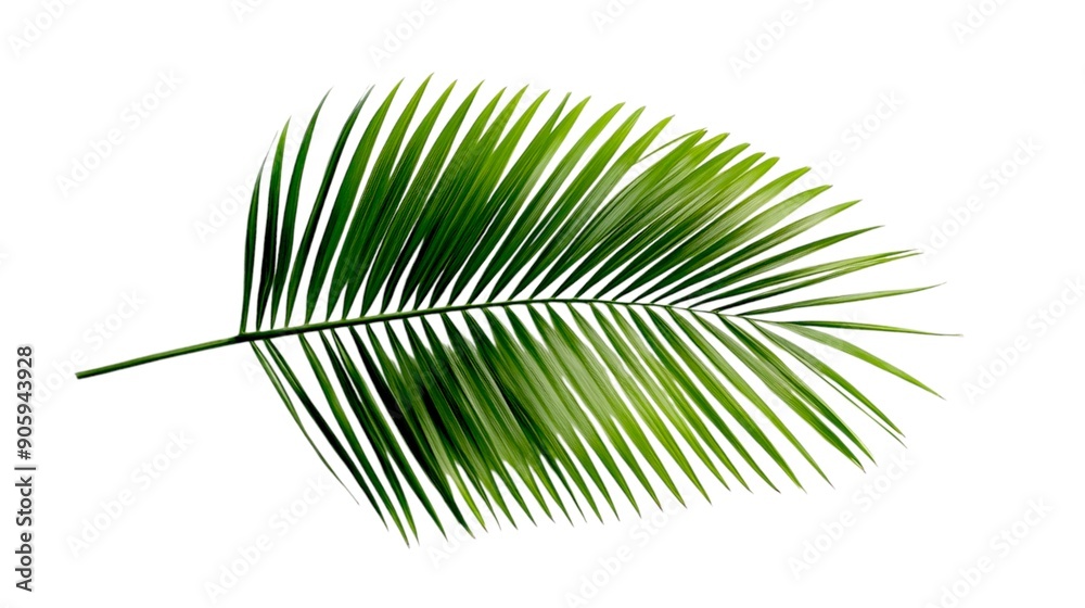 Fototapeta premium single palm grace leave on a white background