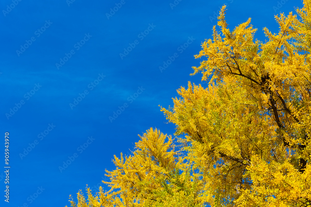 Autumn tree on sky. Nature in fall season. Autumnal season in the park. Seasonal leaves on tree. Natural autumn or fall season. Autumn forest nature. Nature in forest. Fall outdoor. Vibrant foliage Autumn tree on sky. Nature in fall season. Autumnal season in the park. Seasonal leaves on tree. Natural autumn or fall season. Autumn forest nature. Nature in forest. Fall outdoor. Vibrant foliage