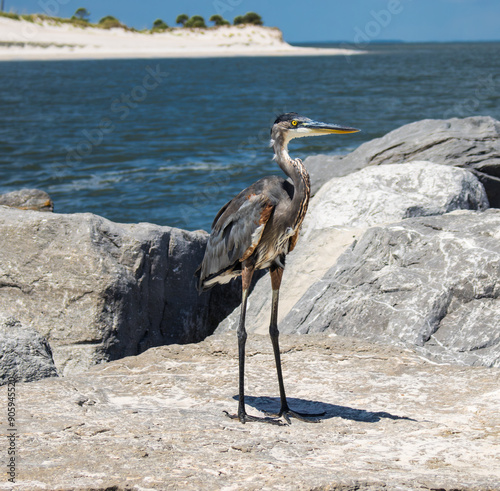 tricolor heron ardea cinerea
