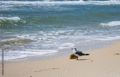 seagull on the beach