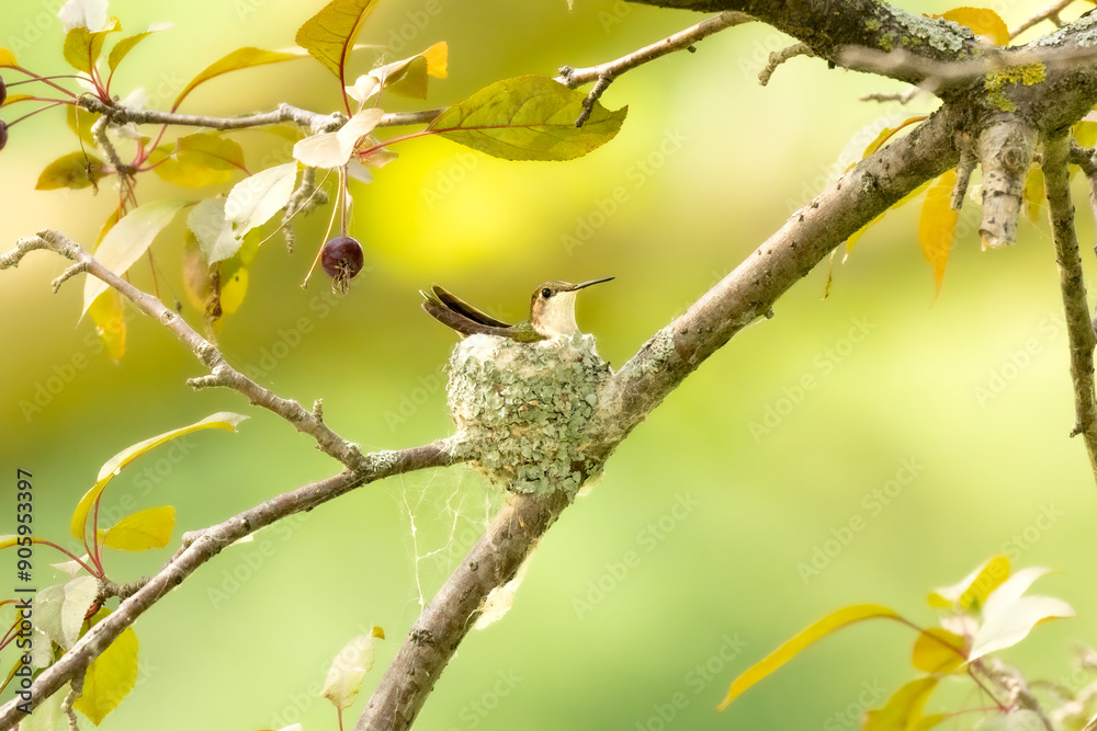 Female Ruby-throated Hummingbird (Archilochus colubris) tends to her tiny baby eggs in a miniscule nest. Parental care provided by the mother in a colorful forest scene Female Ruby-throated Hummingbird (Archilochus colubris) tends to her tiny baby eggs in a miniscule nest. Parental care provided by the mother in a colorful forest scene