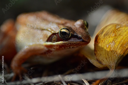 Curious wood frog (Lithobates sylvaticus) on forest floor