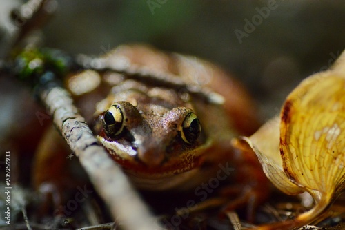 Curious wood frog (Lithobates sylvaticus) on forest floor