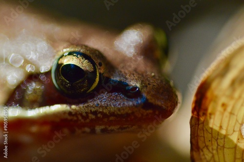 Curious wood frog (Lithobates sylvaticus) on forest floor