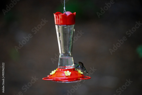 Bird visiting a nectar feeder in daylight.
