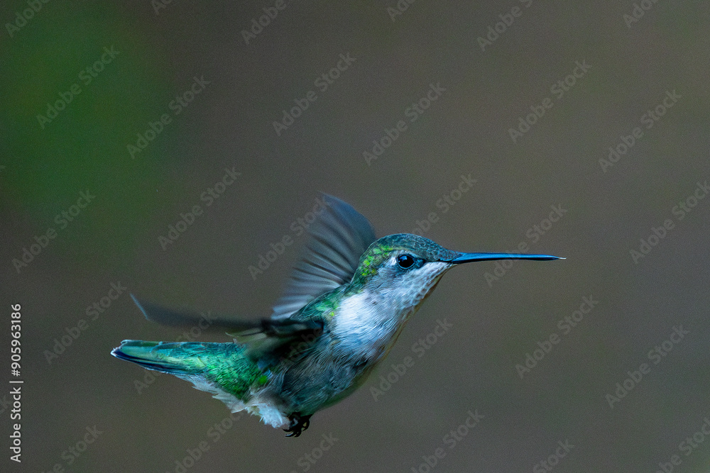 Green Hummingbird in flight Green Hummingbird in flight