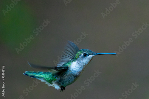 Green Hummingbird in flight