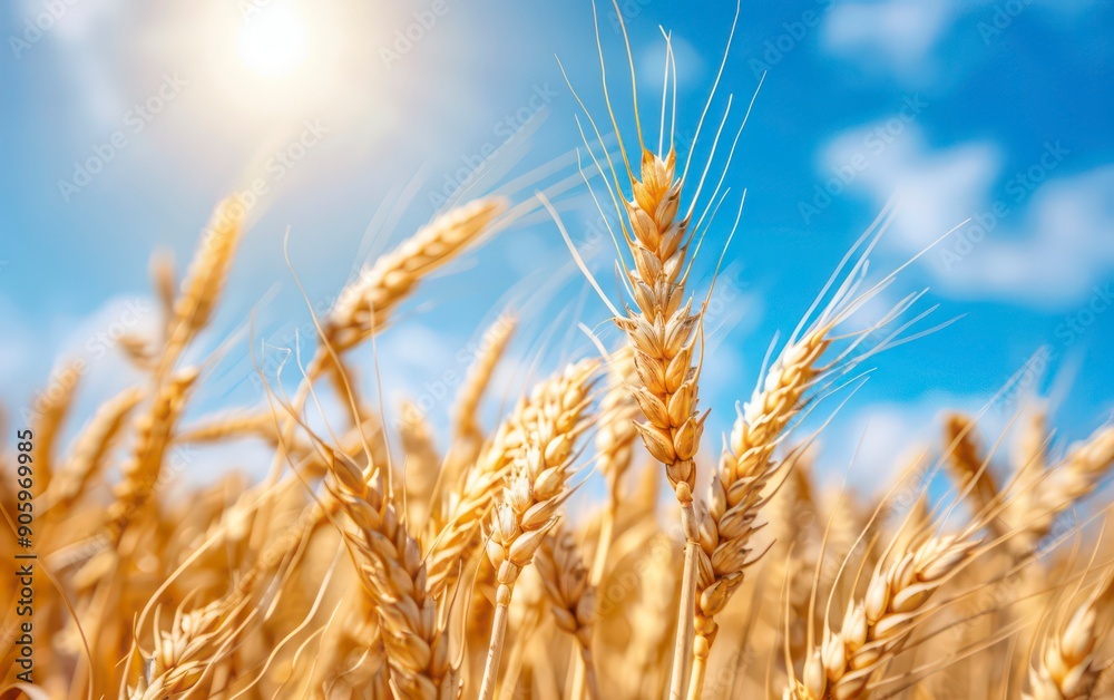 wheat ear closeup with gorgeous golden tones on a shiny sunlight and blue sky background wheat ear closeup with gorgeous golden tones on a shiny sunlight and blue sky background