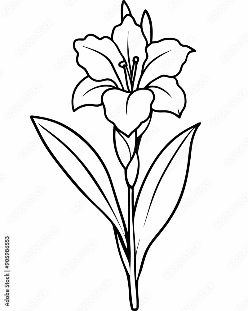 Line art of Gladiolus flower Line art of Gladiolus flower